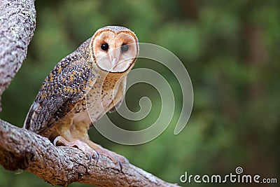 Australian Masked Owl Stock Photo