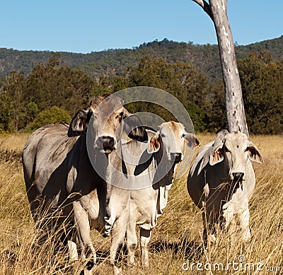 Australian meat industry brahman cattle Stock Photo