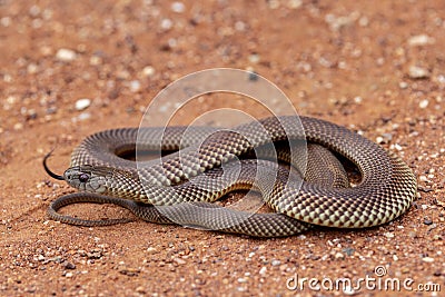 Australian Mulga or King Brown Snake Stock Photo