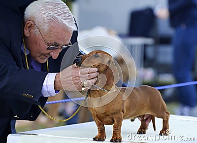 Australian National Kennel Club dog judge judging Dachshund pup at Boonah Show Editorial Stock Photo