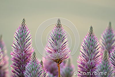 Australian native backlit purple Ptilotus exaltatus Joey wildflowers Stock Photo