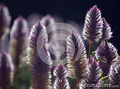 Australian native backlit purple Mulla Mulla, Ptilotus exaltatus Stock Photo
