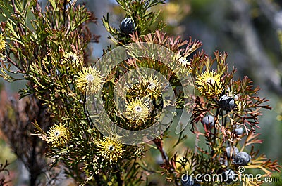 Australian native broad-leaf drumstick flowers and fruit, Isopogon anemonifolius, family Proteaceae Stock Photo