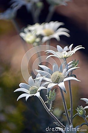 Australian native Flannel Flowers, Actinotus helianthi Stock Photo