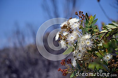 Australian native flannel flowers, Actinotus helianthi Stock Photo