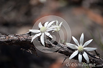 Australian native flannel flowers, Actinotus helianthi Stock Photo