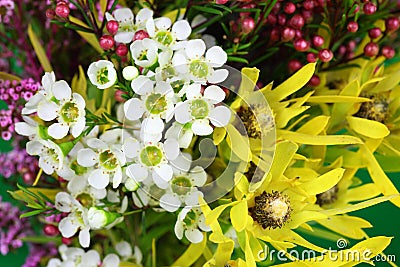 Australian native flowers Stock Photo