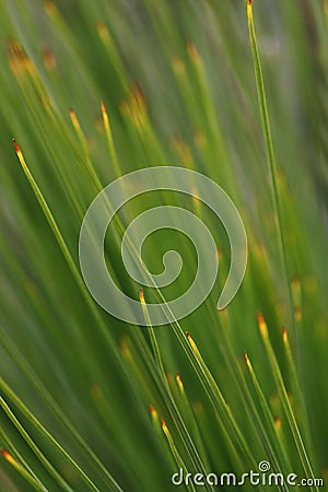 Australian Native Grass Tree Stock Photo