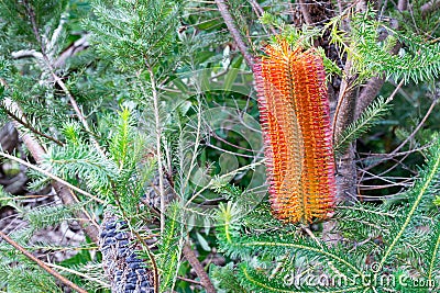 Australian native heath-leaved banksia Stock Photo