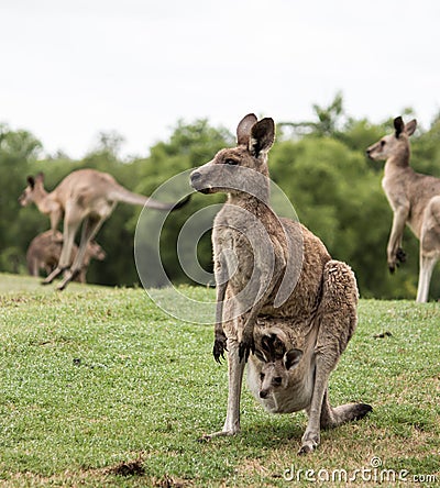 Australian native Kangaroo mother with baby joey in pouch standing in field Stock Photo