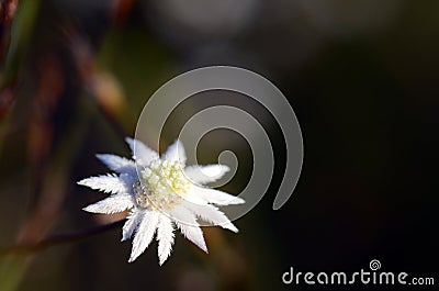 Australian native Lesser Flannel Flower, Actinotus minor, family Stock Photo