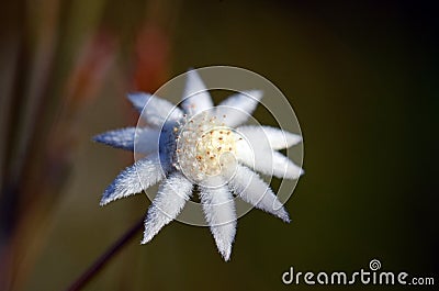 Australian native Lesser Flannel Flower, Actinotus minor Stock Photo