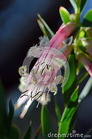 Australian native Pink Five-Corners Flowers, Styphelia triflora, family Ericaceae Stock Photo
