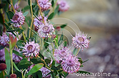 Australian native purple Isopogon coneflowers Stock Photo