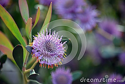 Australian native purple Isopogon coneflowers Stock Photo