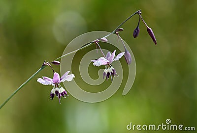 Australian native purple Vanilla Lily, Arthropodium milleflorum, family Asparagaceae Stock Photo