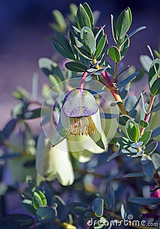 Australian native qualup bell flower, Pimelia physodes Stock Photo