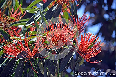 Australian native Tree Waratah flowers Stock Photo