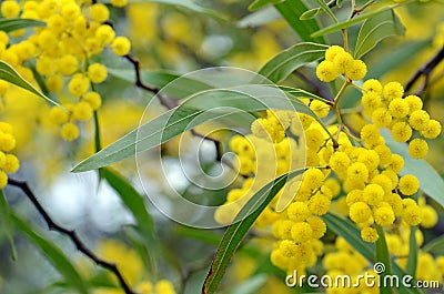 Australian native Zig Zag wattle flowers, Acacia macradenia, Stock Photo