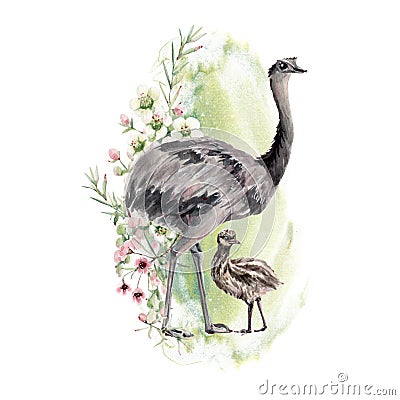 Australian ostrich emu watercolor illustration Cartoon Illustration