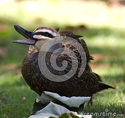 Australian Pacific Black Duck (Anas superciliosa) Stock Photo