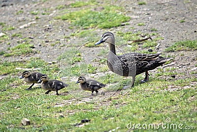 Australian Pacific black duck with her chicks Stock Photo