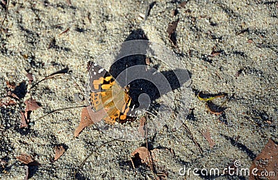 Australian Painted Lady Butterfly casting a big shadow Stock Photo