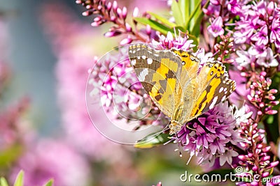 Australian Painted Lady Butterfly Feeding on Hebe Wiri Charm Flowers, Romsey, Victoria, Australia, November 2020 Stock Photo