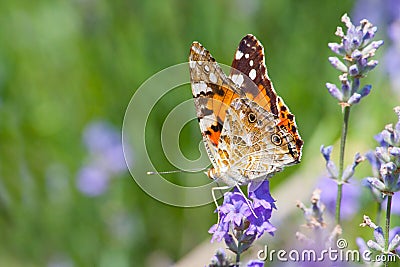 Australian painted lady butterfly sitting on wild lavender flowers. Stock Photo