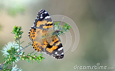 Australian Painted Lady Butterfly, Vanessa kershawi Stock Photo