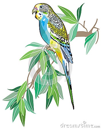 Australian parakeet Vector Illustration