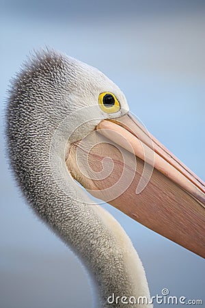 Australian pelican Stock Photo