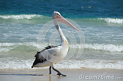 Australian pelican Stock Photo