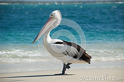 Australian pelican Stock Photo