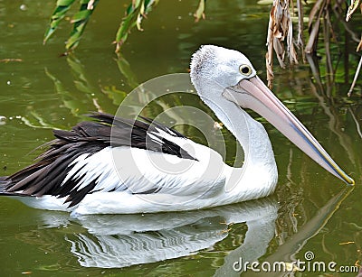 Australian Pelican Stock Photo