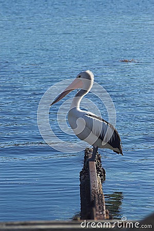 Australian Pelican Stock Photo