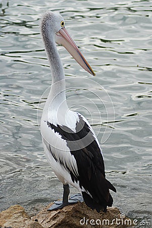 Australian Pelican Stock Photo