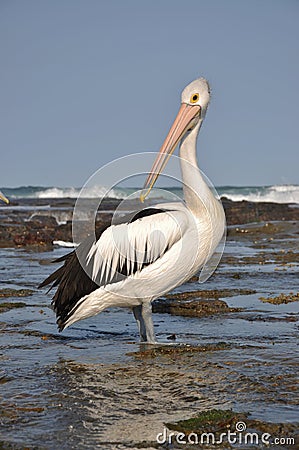 Australian pelican Stock Photo