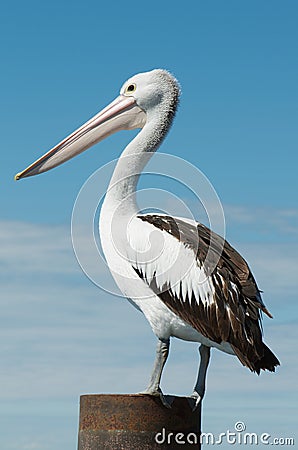 Australian Pelican Stock Photo