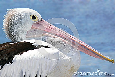 Australian Pelican Stock Photo