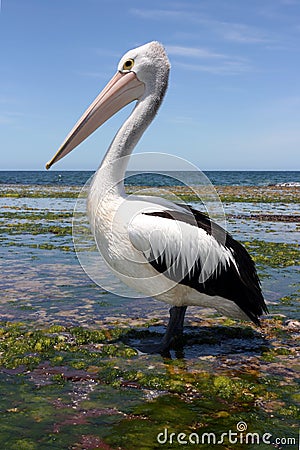 Australian pelican Stock Photo