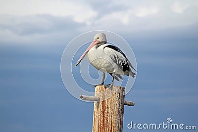 Australian Pelican Stock Photo