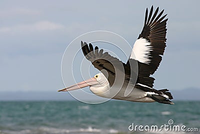 Australian pelican flying Stock Photo