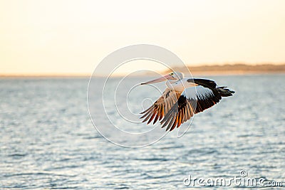 Australian Pelican flying at the golden hour Stock Photo