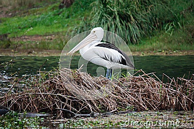 Australian pelican on island nest Stock Photo