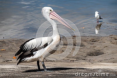 Australian Pelican and Silver gull in Pumicestone Passage, Queensland, Australia Stock Photo