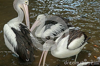 Australian Pelican Pelecanus conspicillatus swimming. The Australian pelican has the longest beak of any bird Stock Photo