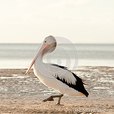 Australian Pelican portrait Stock Photo