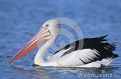Australian Pelican on water Stock Photo