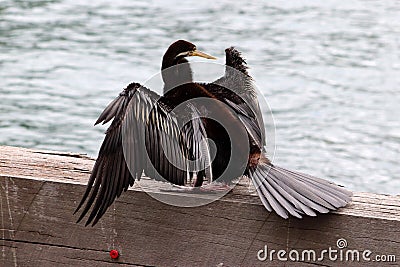 A australian piebald cormorant on the pier in sidney Stock Photo